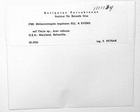 Melanconiopsis inquinans image
